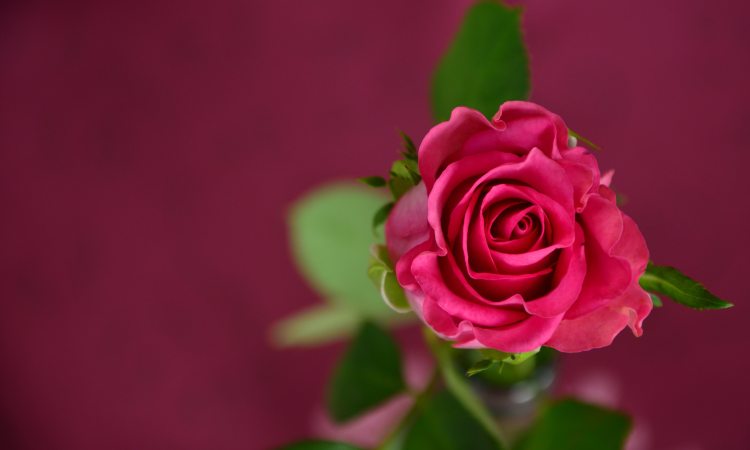love-pink-celebration-rose-36718-1.jpg